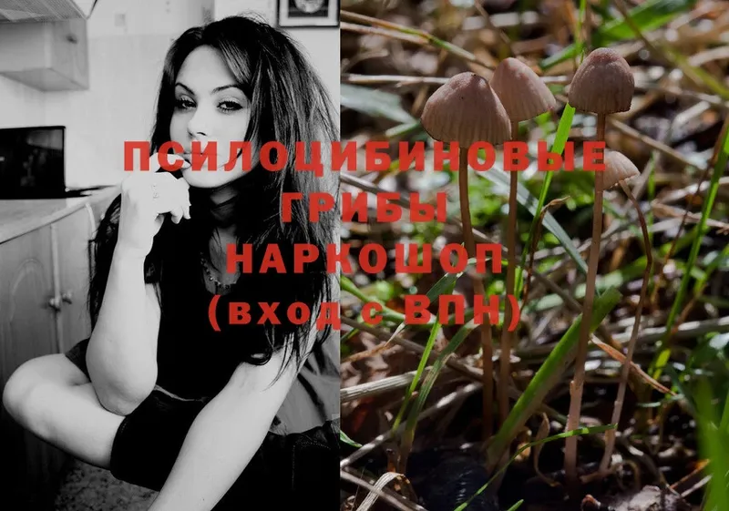 где можно купить наркотик  Щёкино  Псилоцибиновые грибы Psilocybe 